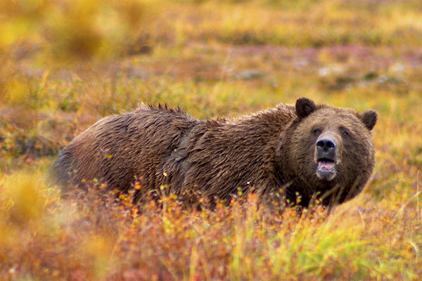 Grizzly Attack, Horsefly BC – Backcountry Wildlife Monitoring